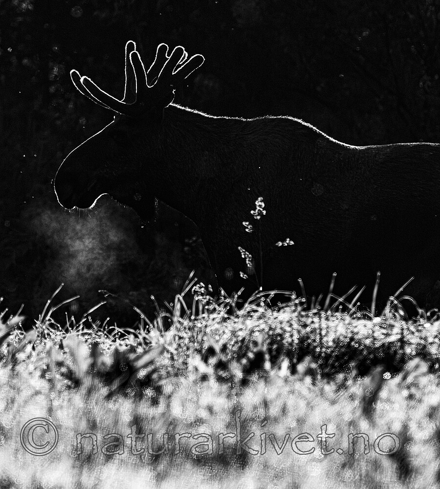 BB_20240807_0173 / Alces alces / Elg