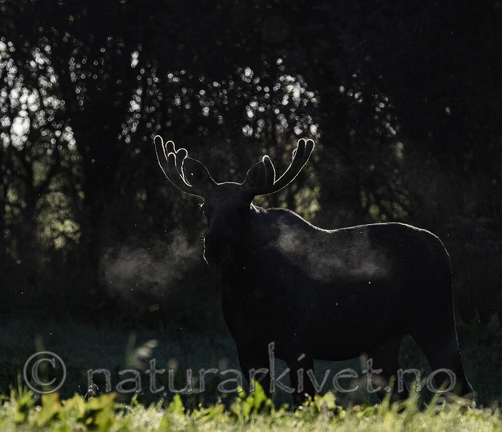 BB_20240807_0188 / Alces alces / Elg