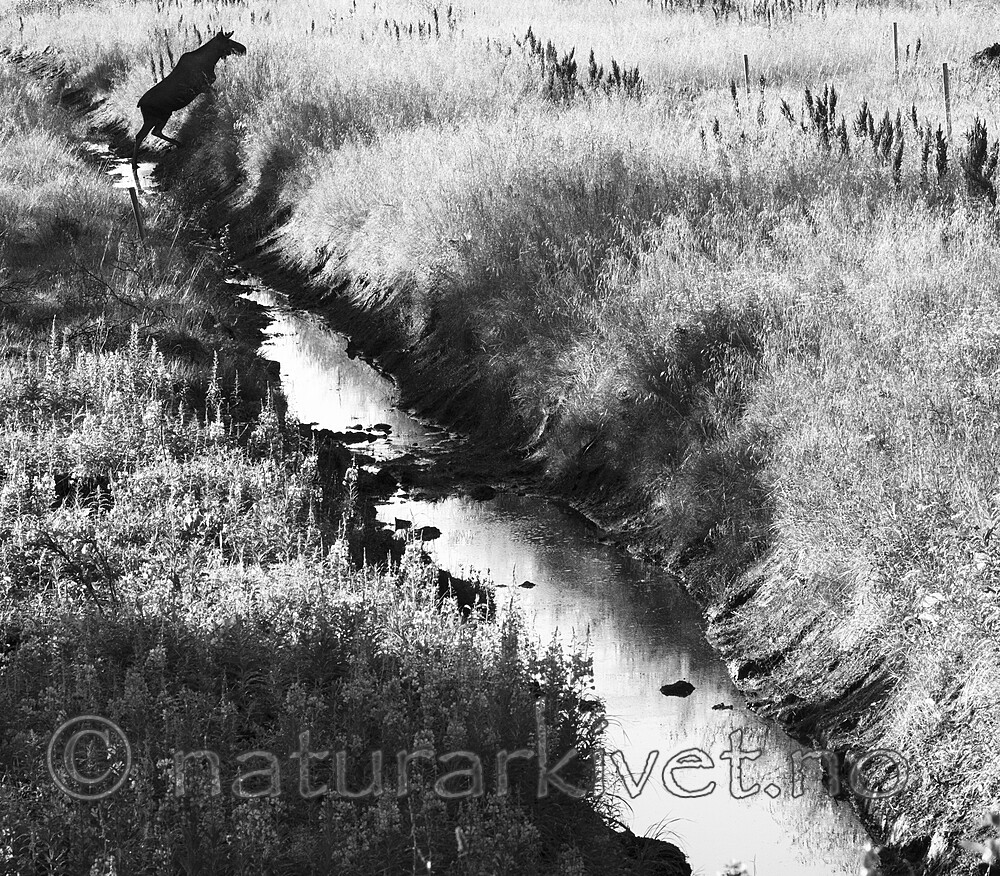 BB_20240807_0212 / Alces alces / Elg