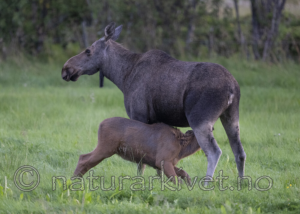 BB_20240808_0076 / Alces alces / Elg