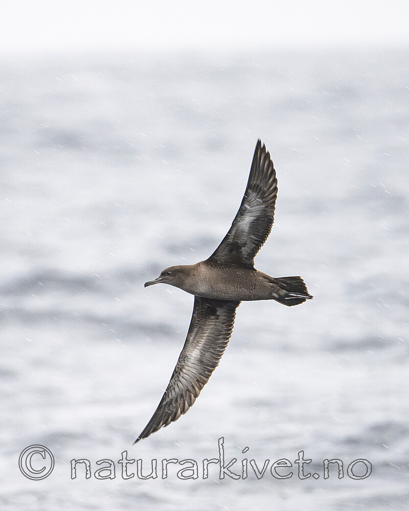 BB_20240809_0068 / Puffinus griseus / Grålire