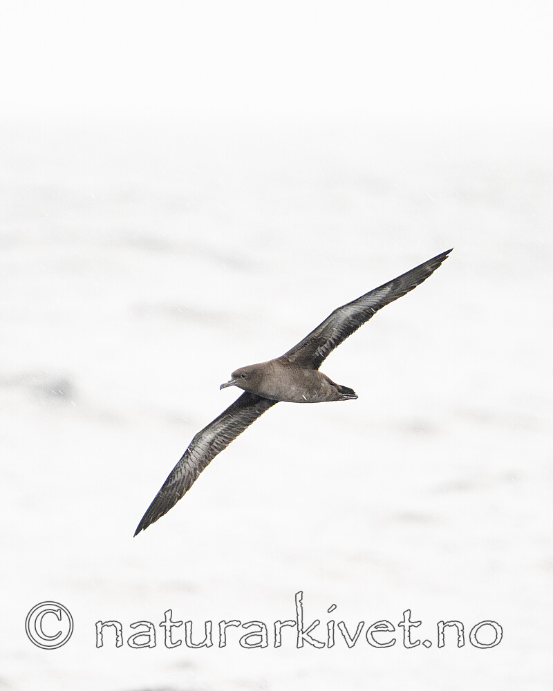 BB_20240809_0073 / Puffinus griseus / Grålire