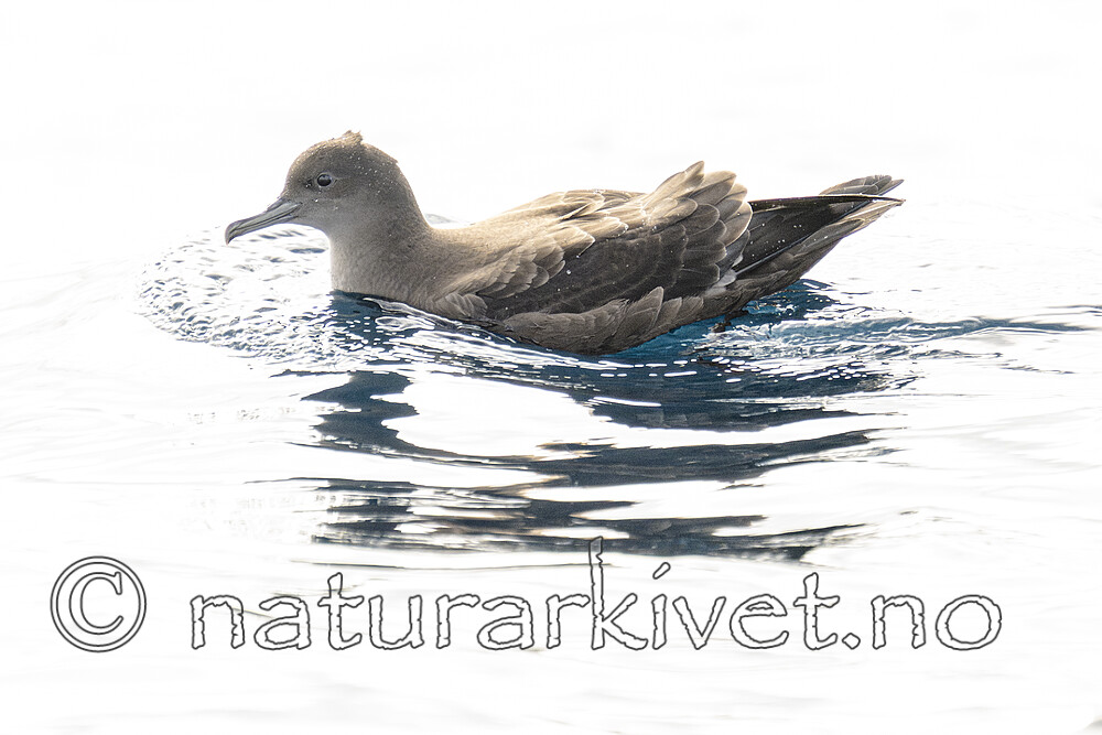 BB_20240809_0130 / Puffinus griseus / Grålire