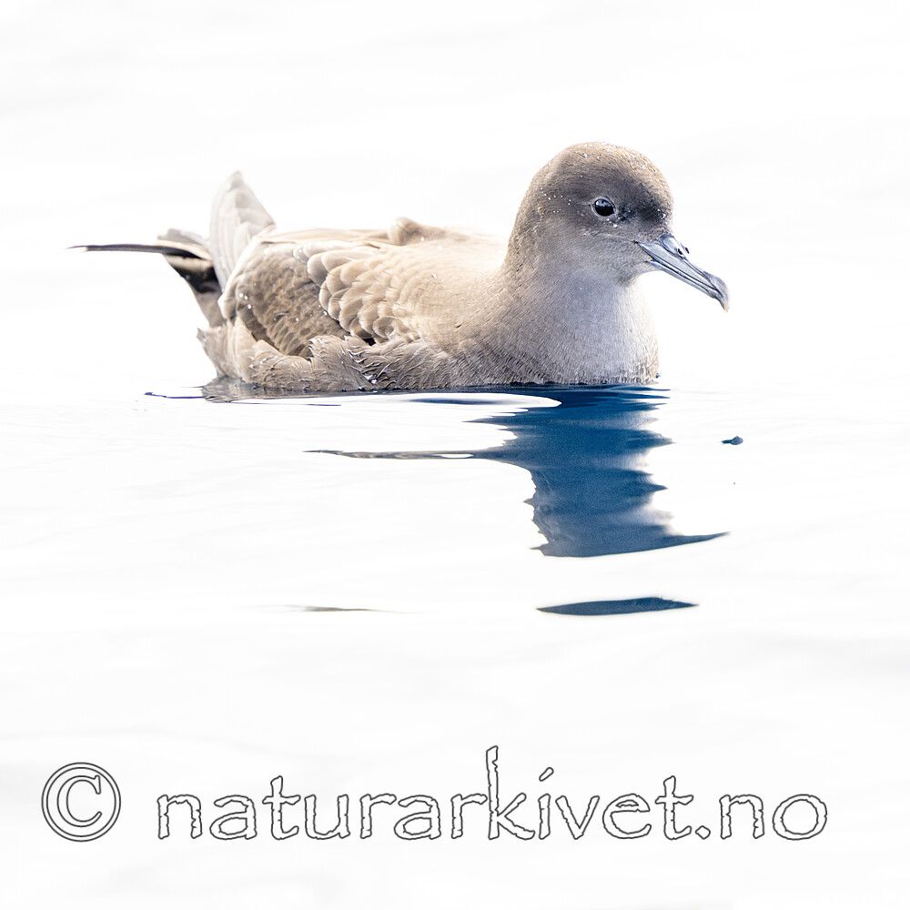 BB_20240809_0136 / Puffinus griseus / Grålire