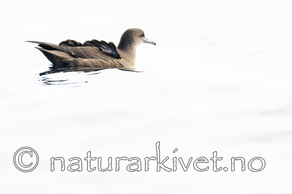 BB_20240809_0154 / Puffinus griseus / Grålire