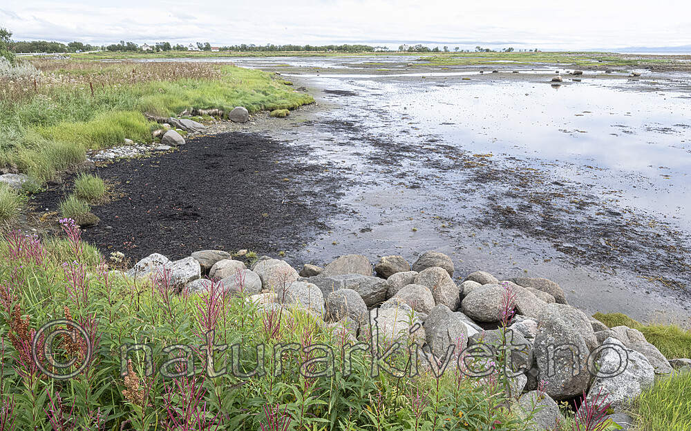 BB_20240811_0041 / Chamerion angustifolium / Geitrams