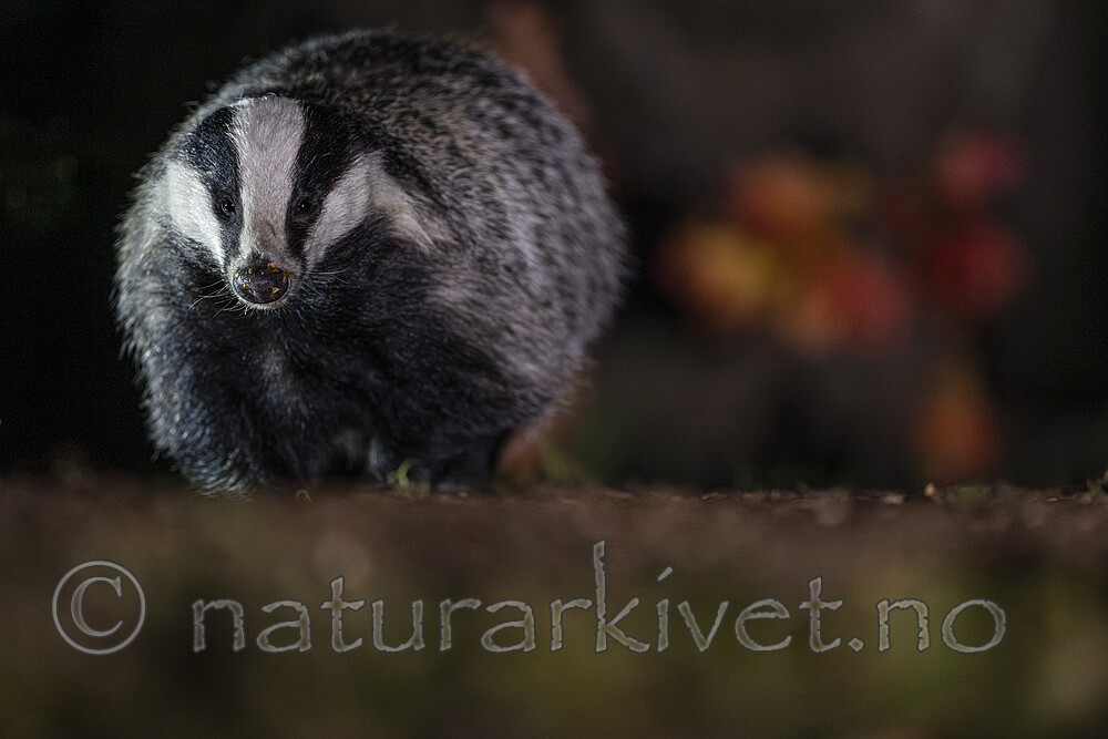 BB_20241003_0030 / Meles meles / Grevling