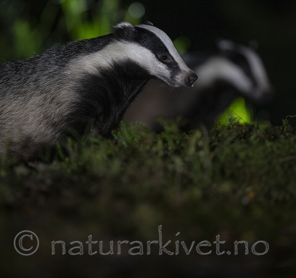 BB_20241004_0002 / Meles meles / Grevling