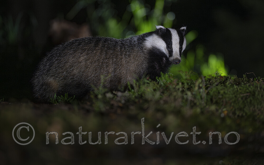 BB_20241004_0022 / Meles meles / Grevling