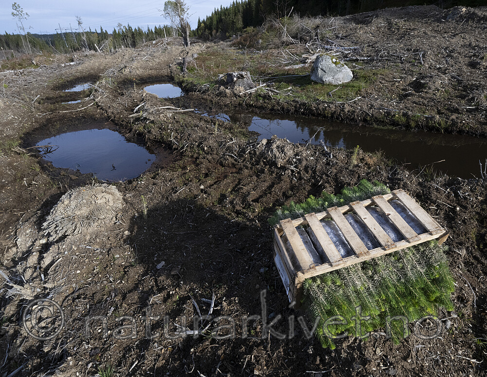 BB_20241006_0047 / Picea abies / Gran