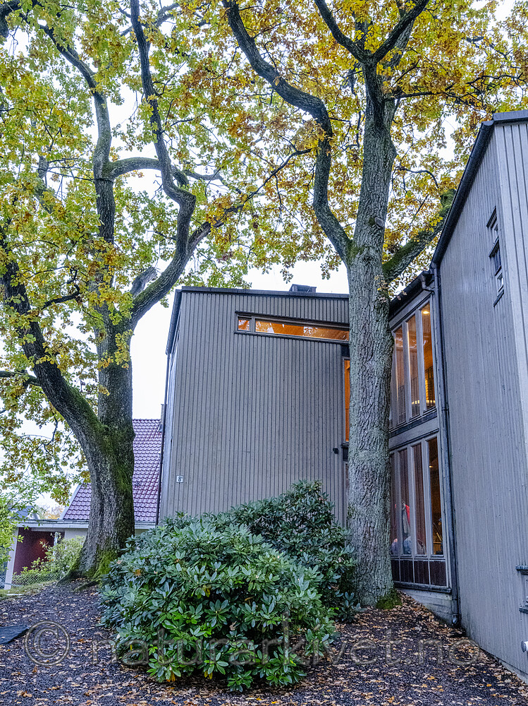 BB_20241009_0056 / Quercus robur / Sommereik