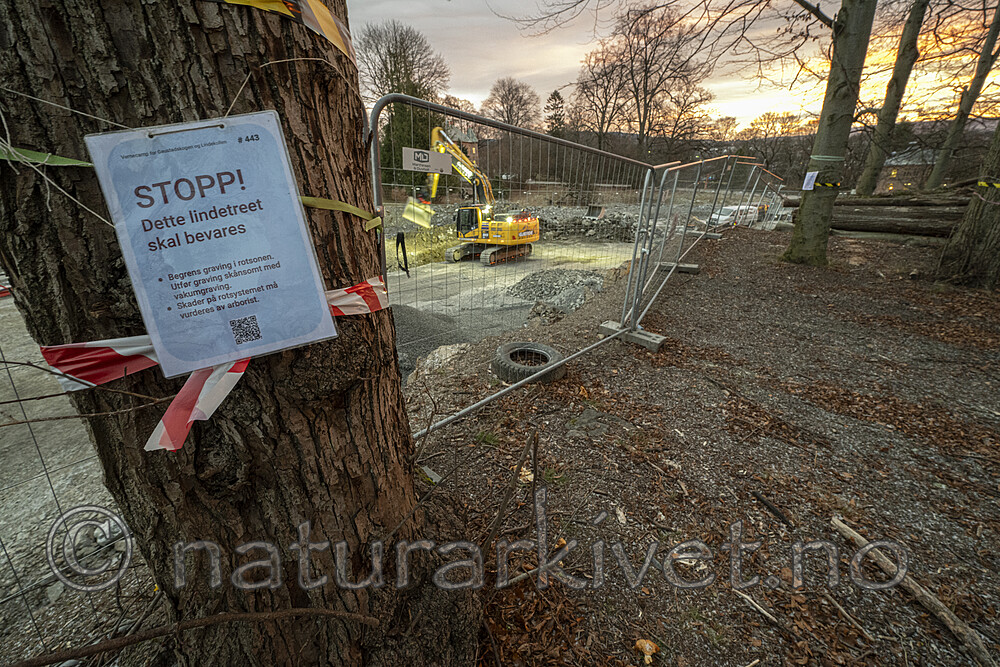 BB_20241205_0012 / Tilia cordata / Lind