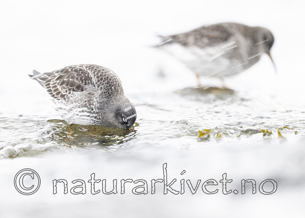 BB_20250123_0130 / Calidris maritima / Fjæreplytt
