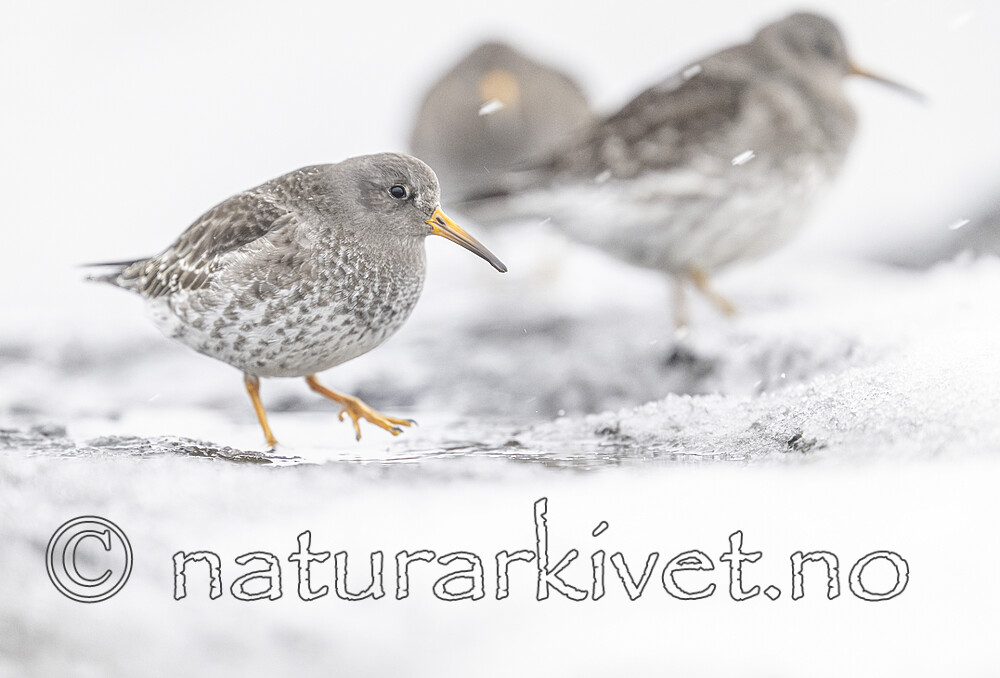 BB_20250123_0166 / Calidris maritima / Fjæreplytt