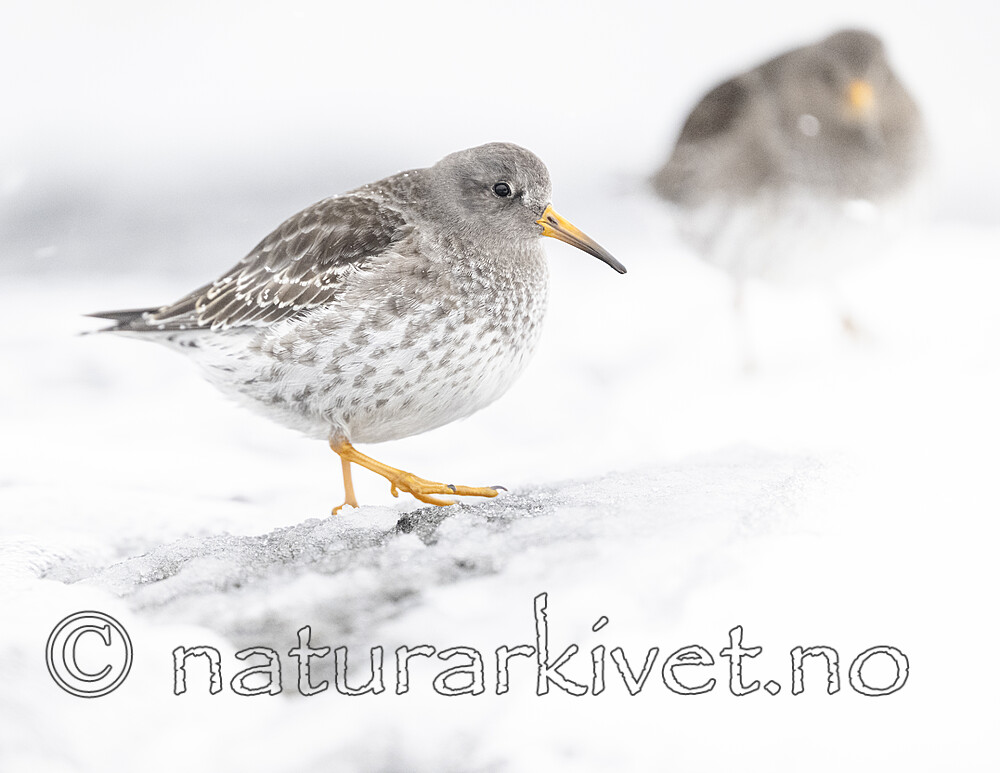 BB_20250123_0204 / Calidris maritima / Fjæreplytt