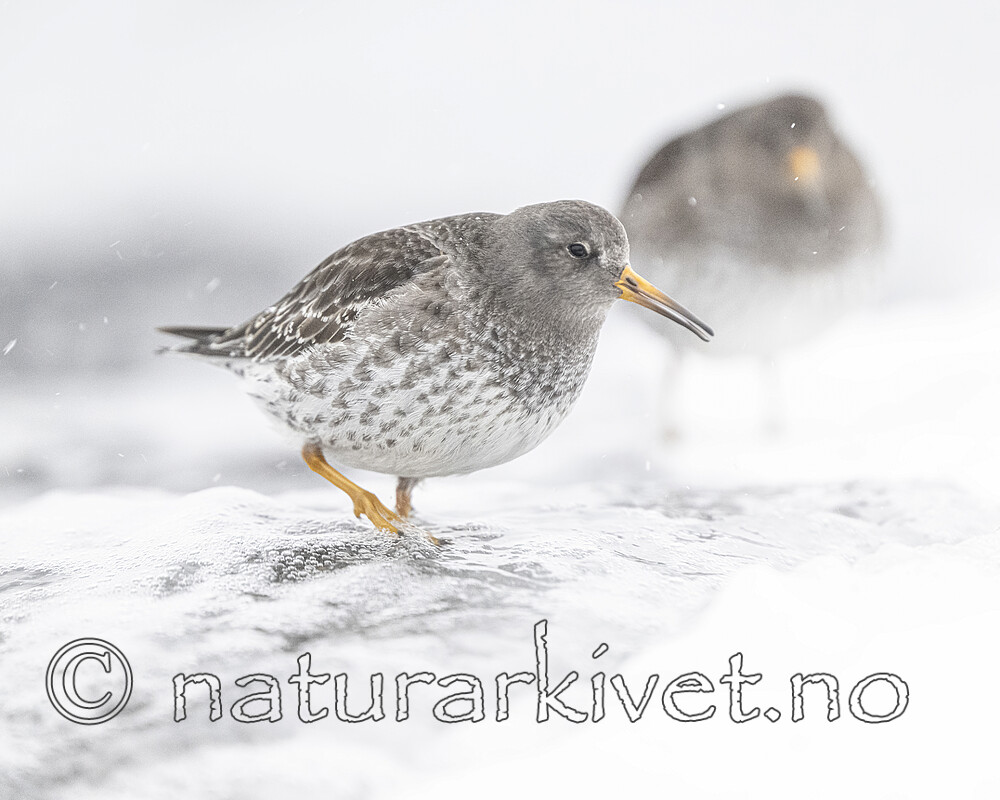 BB_20250123_0206 / Calidris maritima / Fjæreplytt