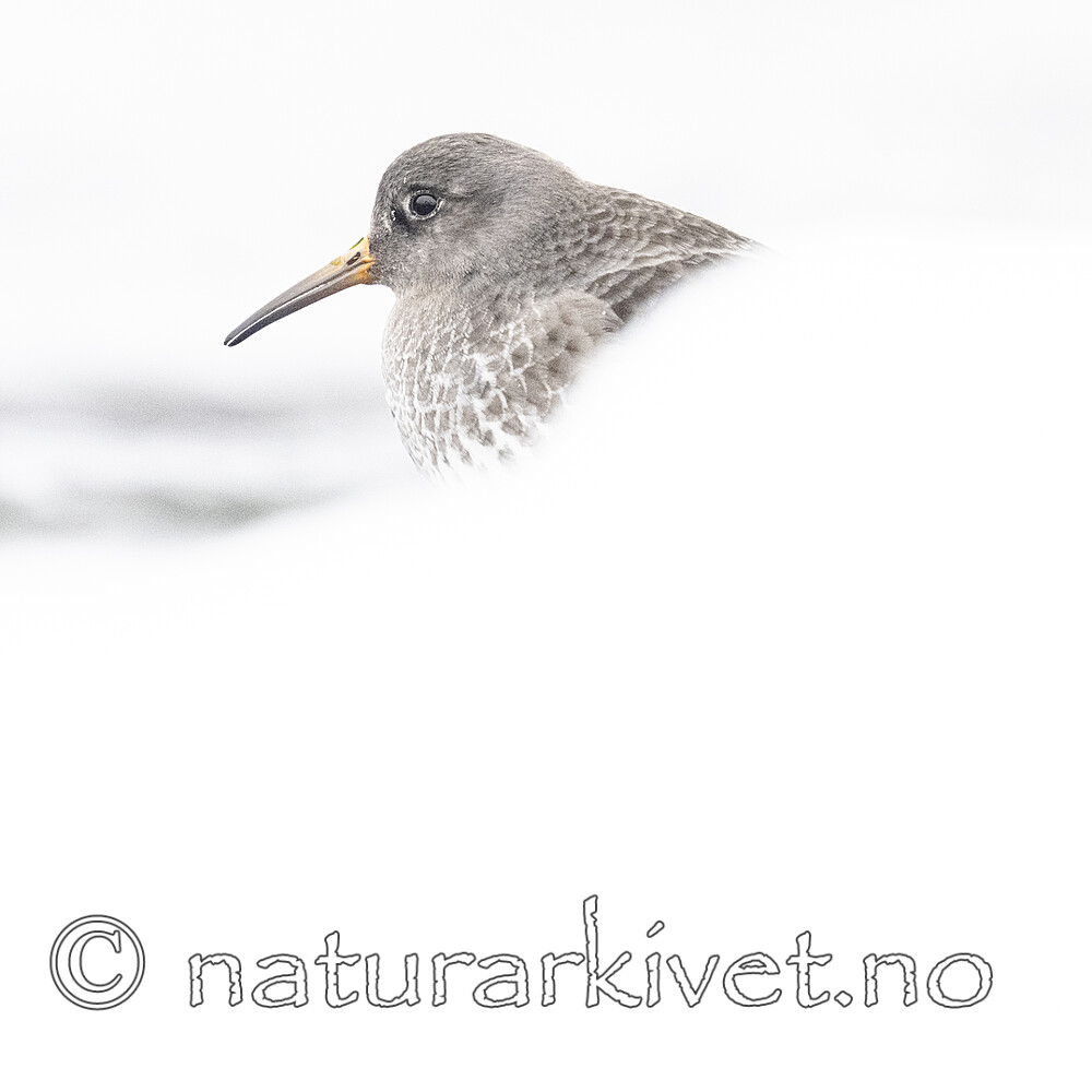BB_20250123_0264 / Calidris maritima / Fjæreplytt