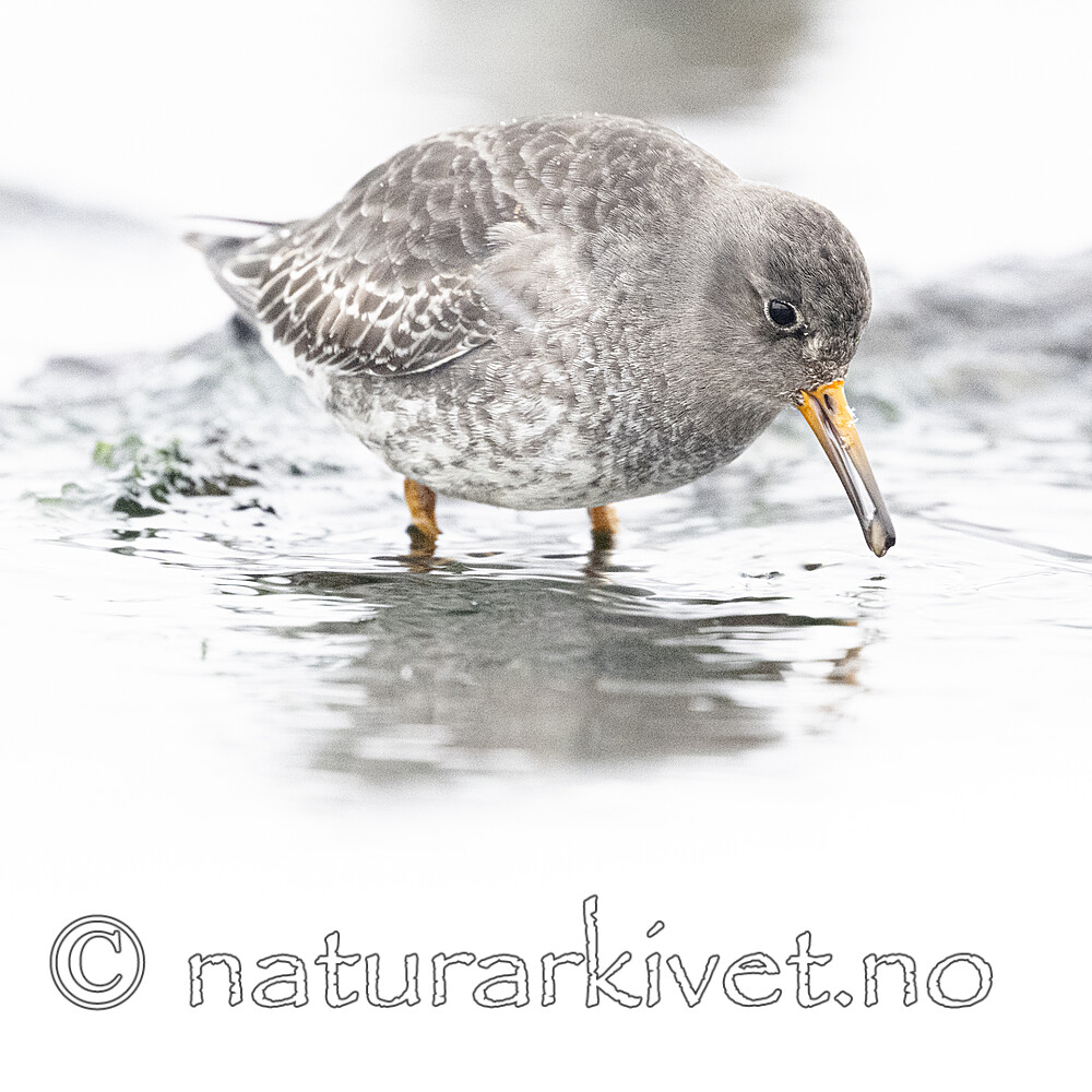 BB_20250123_0283 / Calidris maritima / Fjæreplytt