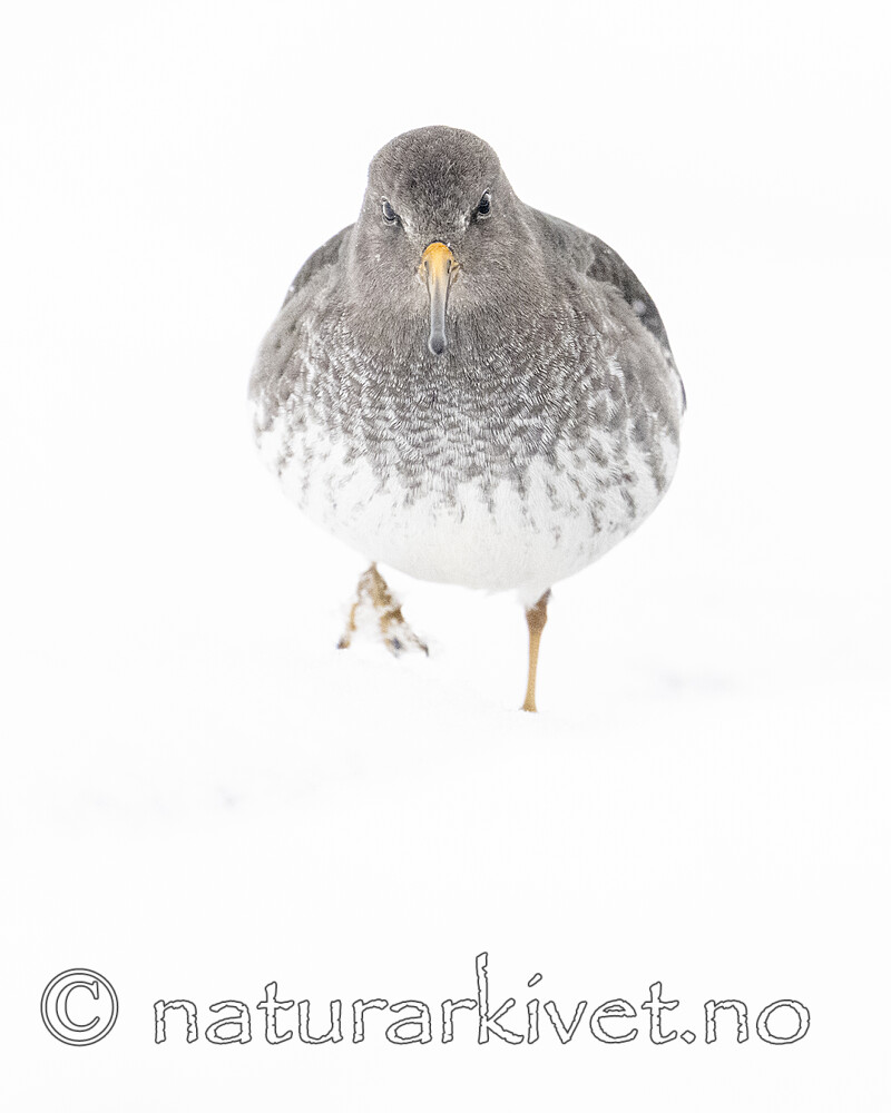 BB_20250123_0287 / Calidris maritima / Fjæreplytt