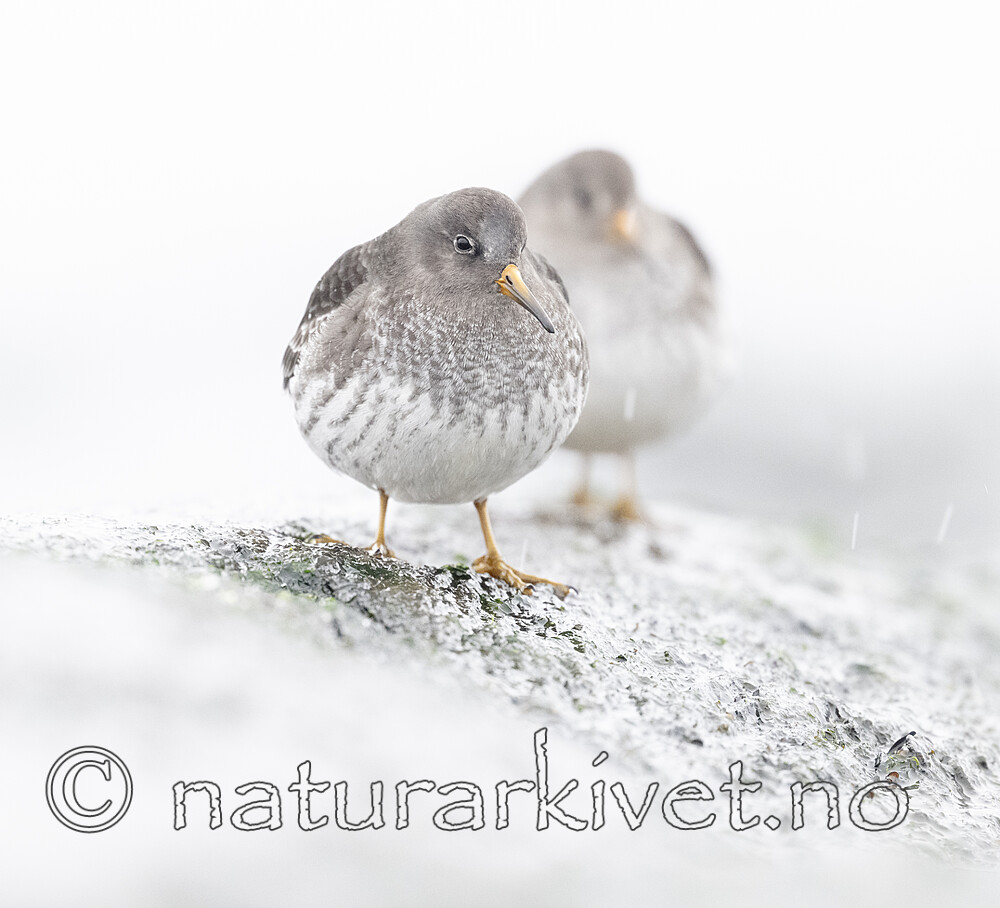 BB_20250123_0343 / Calidris maritima / Fjæreplytt