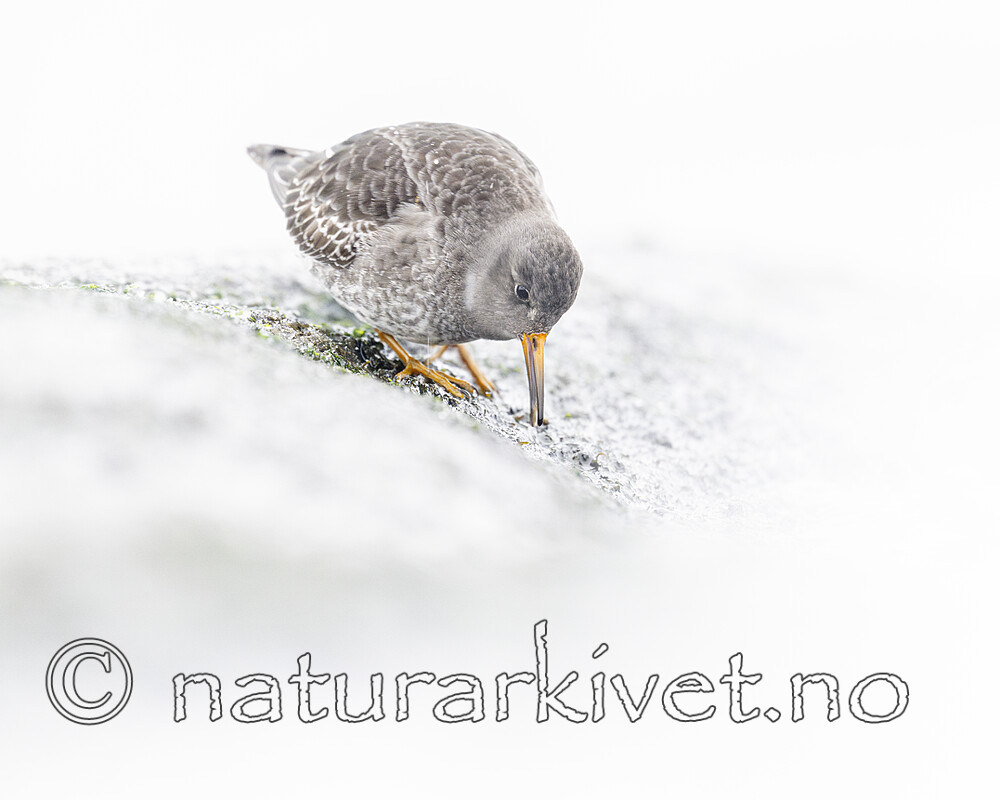 BB_20250123_0375 / Calidris maritima / Fjæreplytt