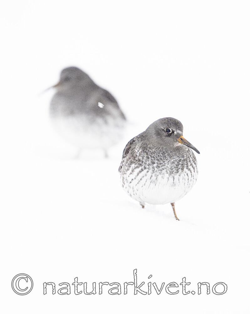 BB_20250123_0440 / Calidris maritima / Fjæreplytt