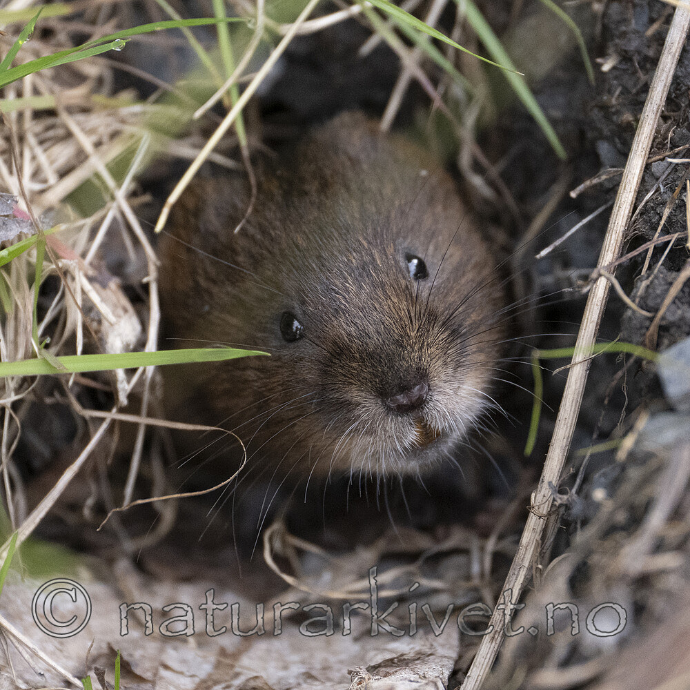 BB_20250626_0011 / Arvicola amphibius / Vånd