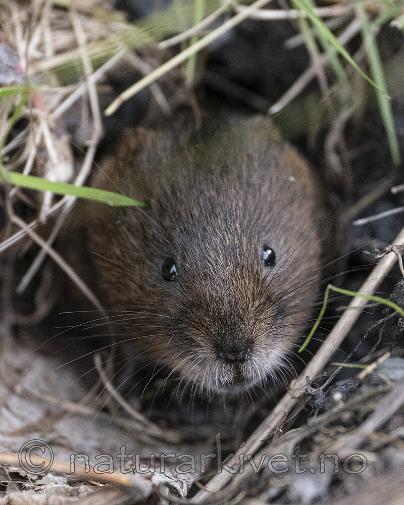 BB_20250626_0013 / Arvicola amphibius / Vånd