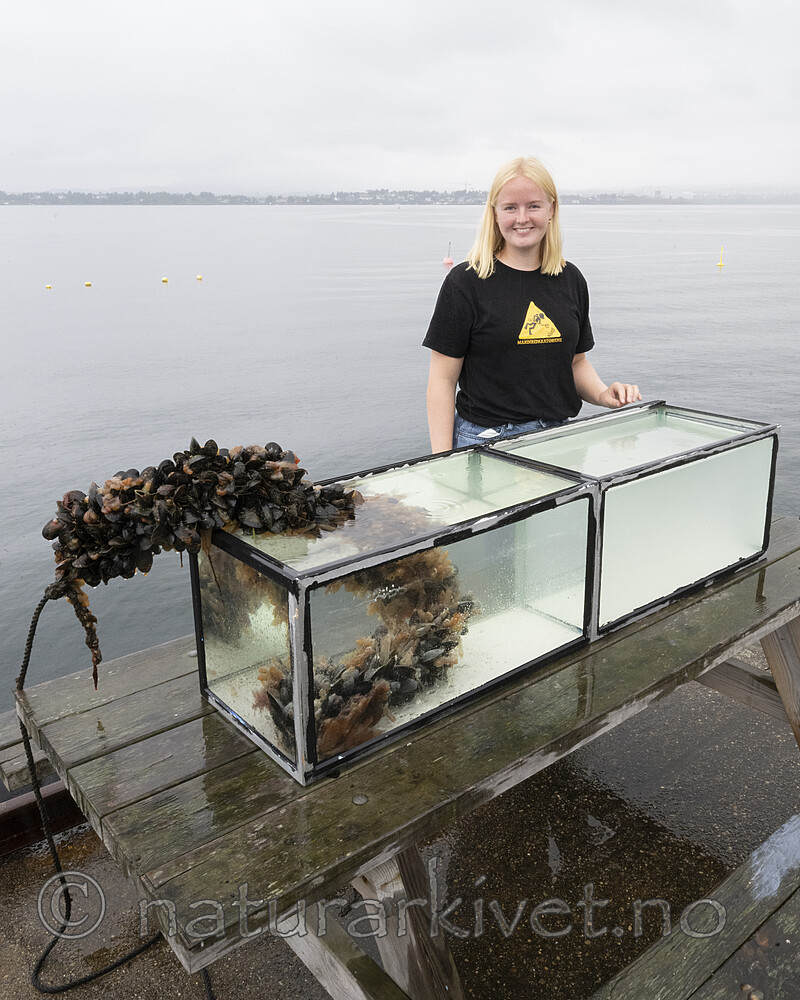 BB_20250827_0018 / Mytilus edulis / Blåskjell