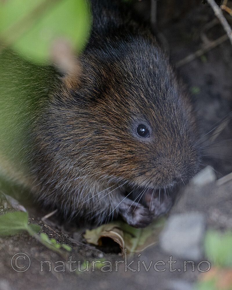 BB_20250926_0085 / Arvicola amphibius / Vånd