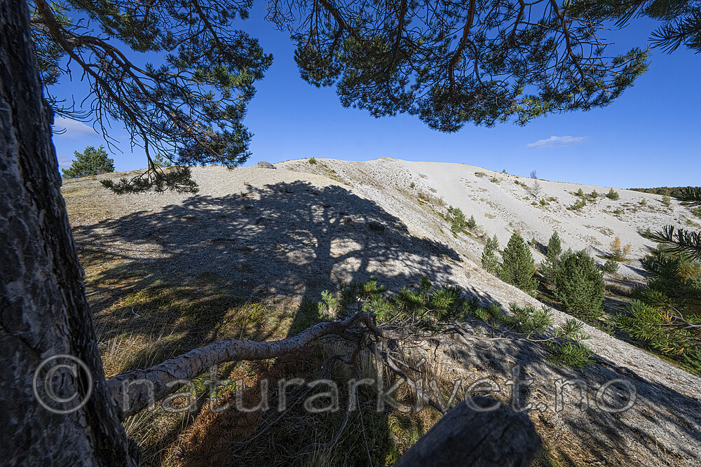 BB_20251001_0093- / Pinus sylvestris / Furu