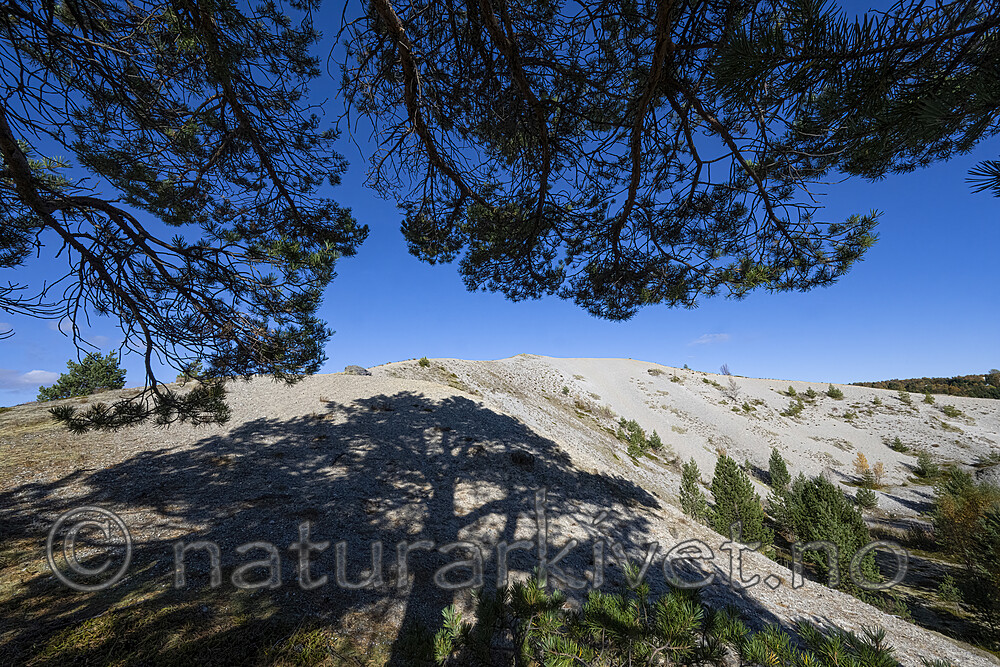 BB_20251001_0094- / Pinus sylvestris / Furu