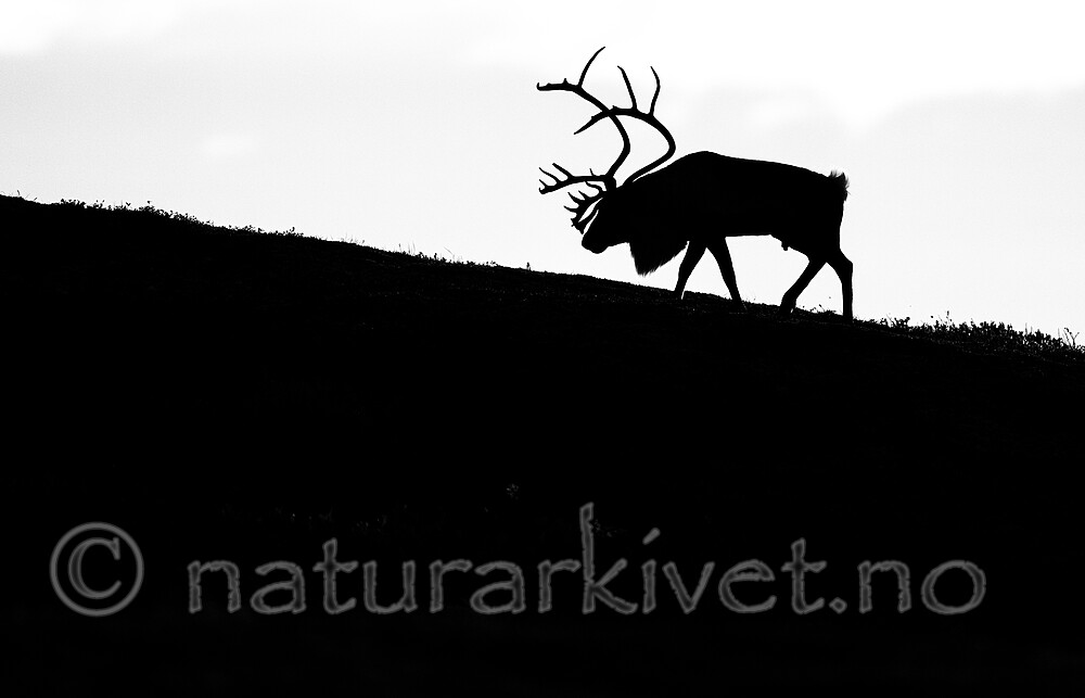 BB_20251002_0015 / Rangifer tarandus / Rein