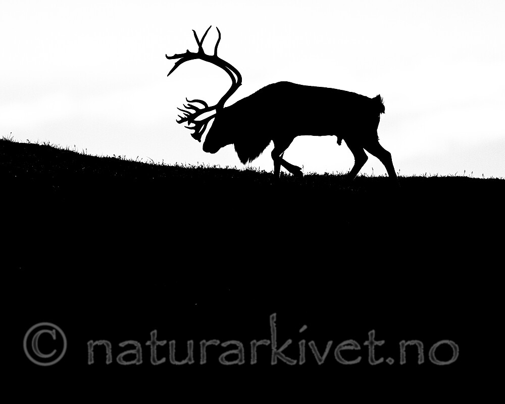 BB_20251002_0018-2 / Rangifer tarandus / Rein