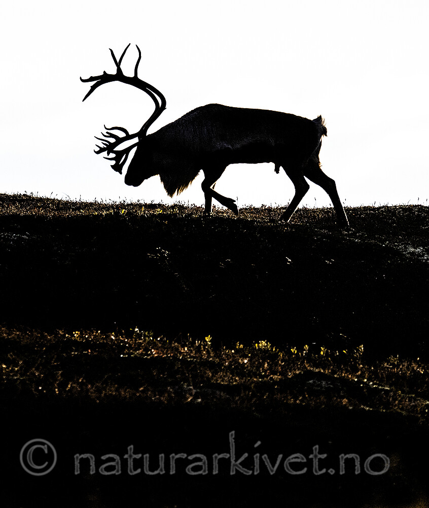 BB_20251002_0018 / Rangifer tarandus / Rein