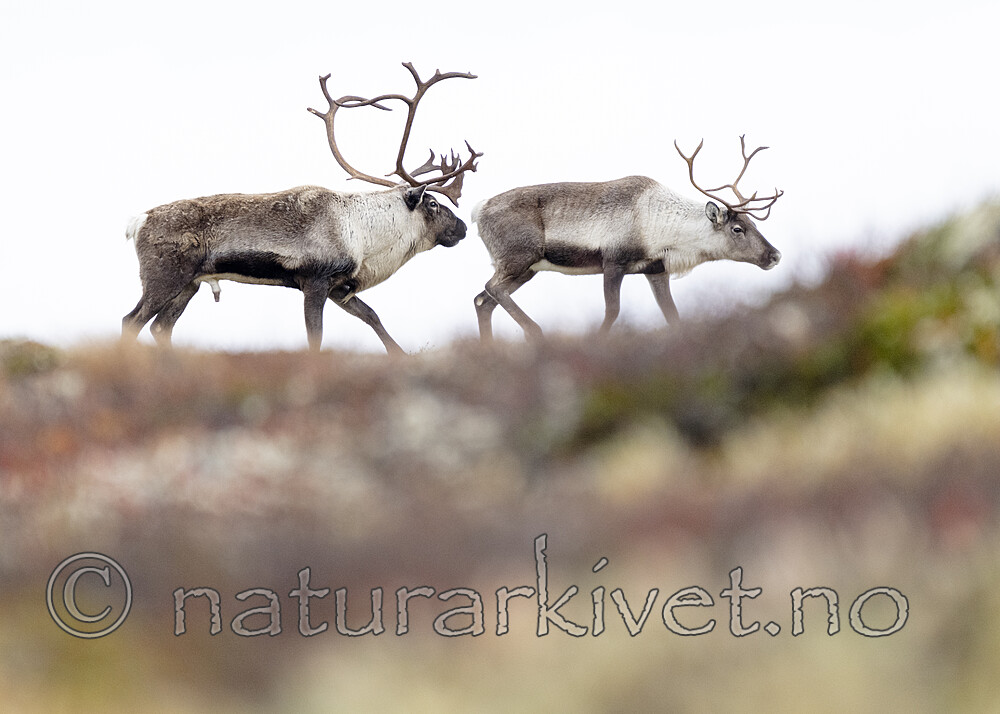 BB_20251002_0029 / Rangifer tarandus / Rein