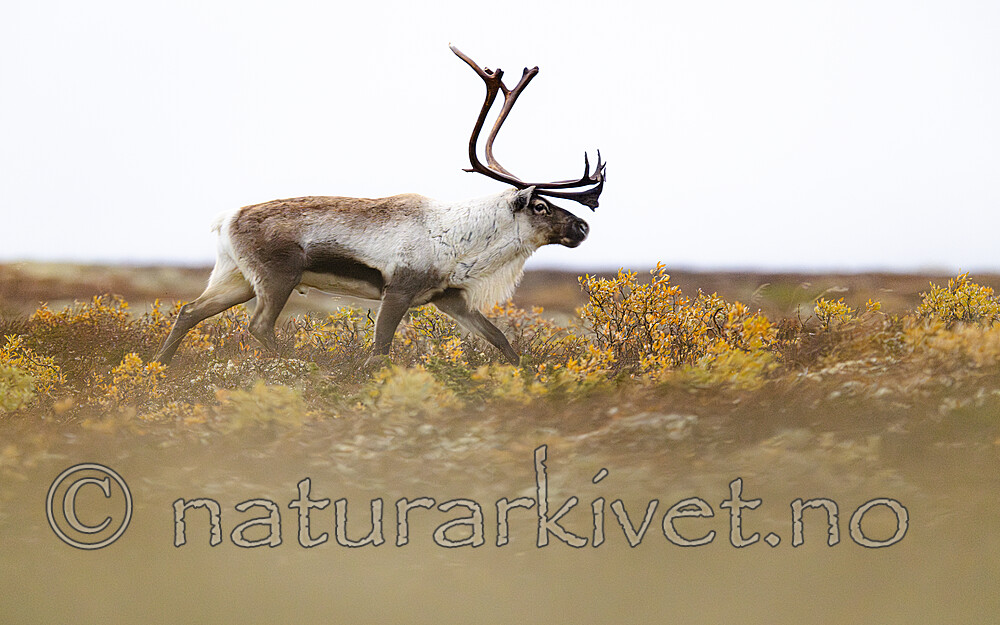 BB_20251002_0068 / Rangifer tarandus / Rein