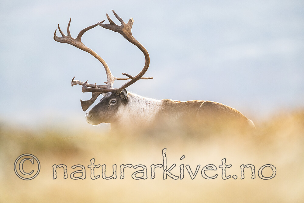 BB_20251003_0017 / Rangifer tarandus / Rein