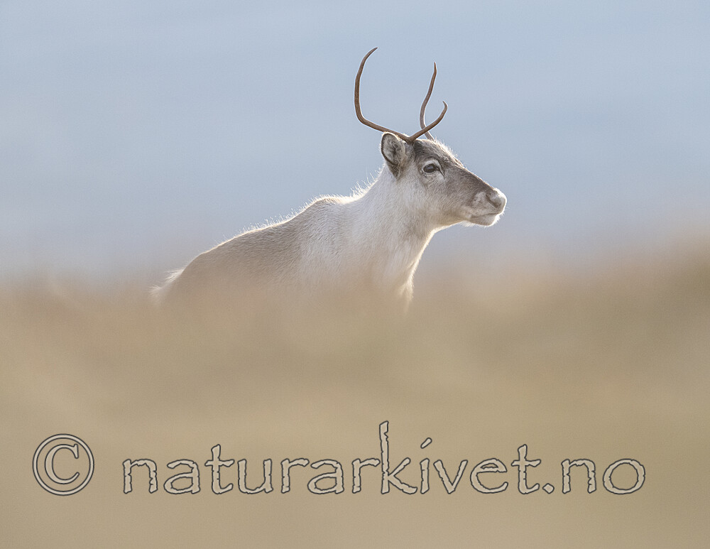 BB_20251003_0036 / Rangifer tarandus / Rein