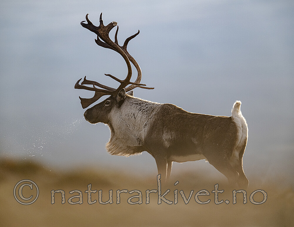 BB_20251003_0048 / Rangifer tarandus / Rein