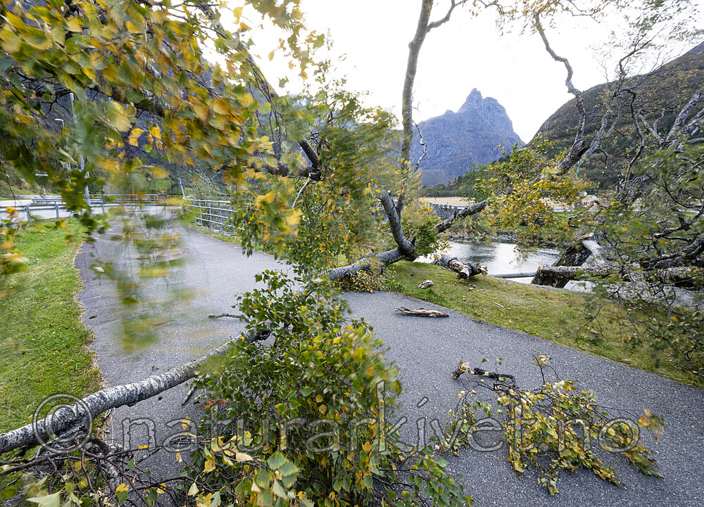 BB_20251005_0028 / Betula pubescens / Bjørk