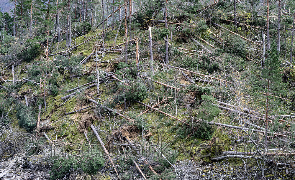 BB_20251005_0100 / Pinus sylvestris / Furu