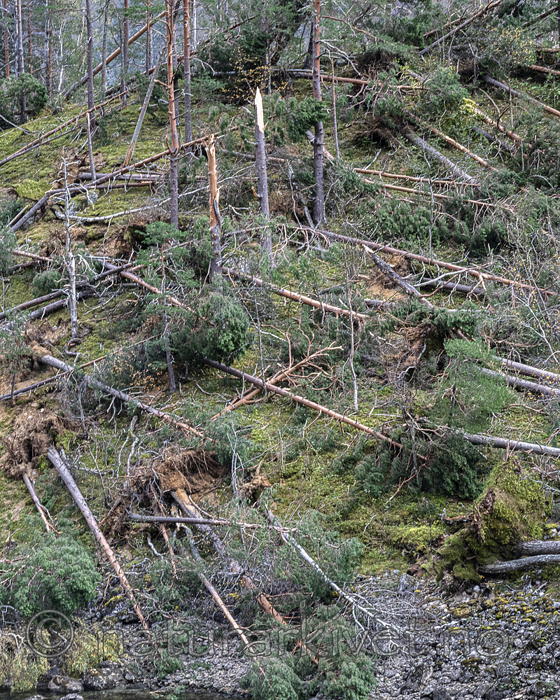 BB_20251005_0101 / Pinus sylvestris / Furu