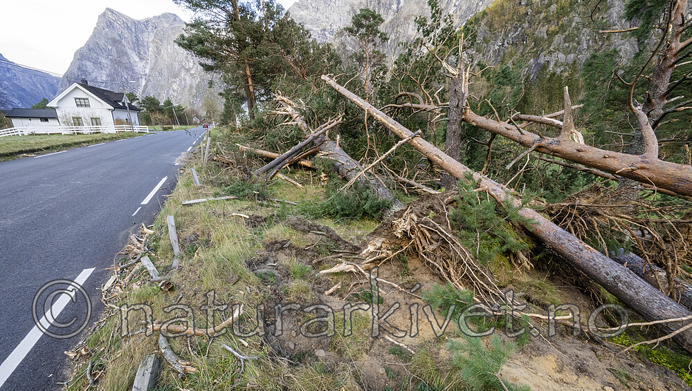 BB_20251005_0116 / Pinus sylvestris / Furu