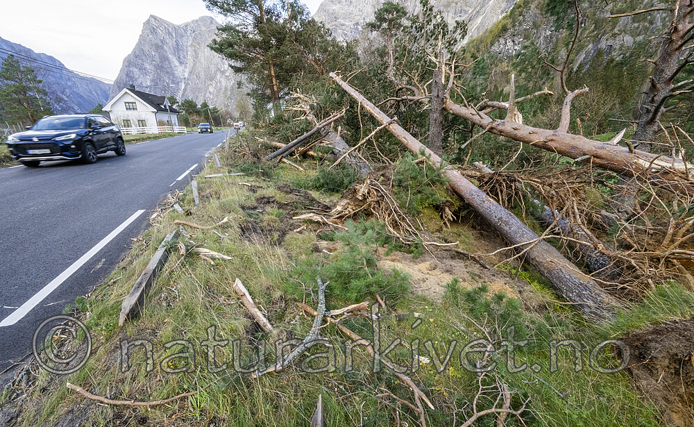 BB_20251005_0119 / Pinus sylvestris / Furu