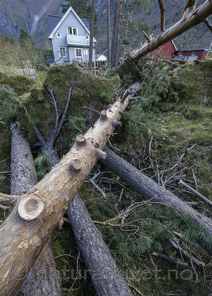 BB_20251005_0132 / Pinus sylvestris / Furu