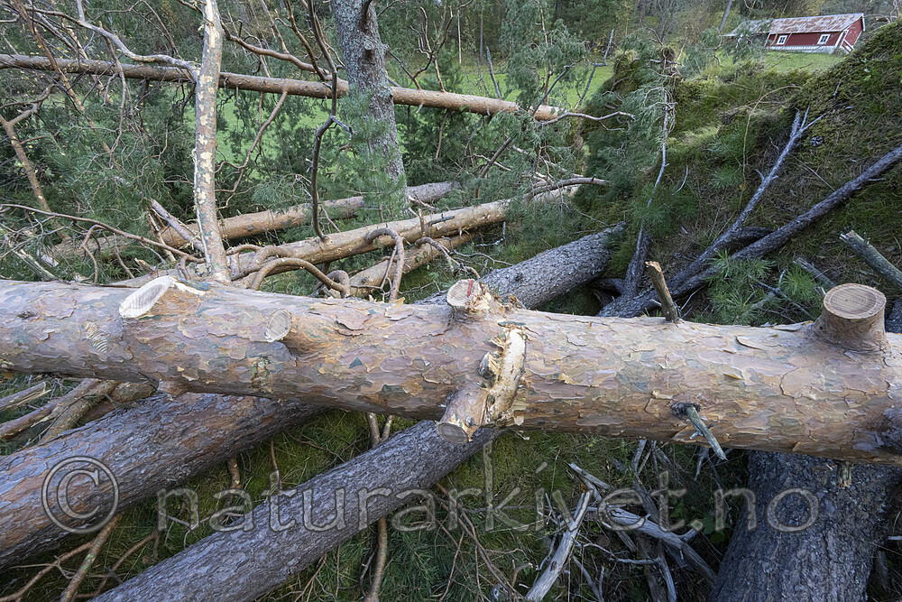 BB_20251005_0134 / Pinus sylvestris / Furu