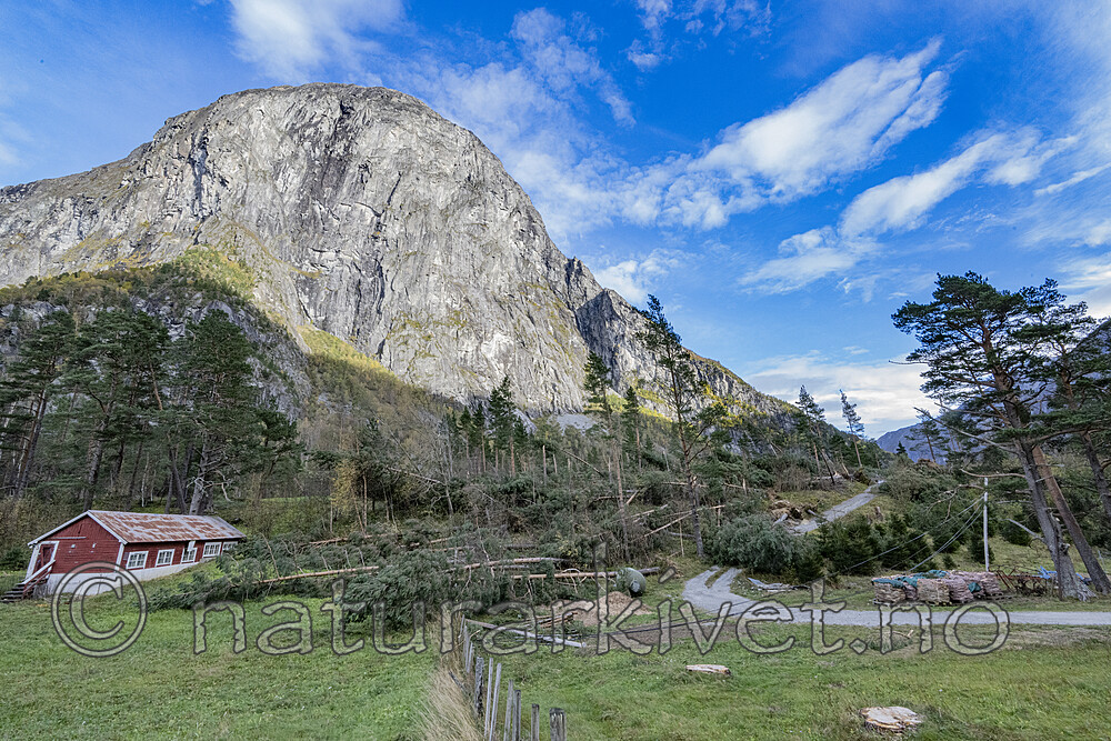 BB_20251005_0146 / Pinus sylvestris / Furu