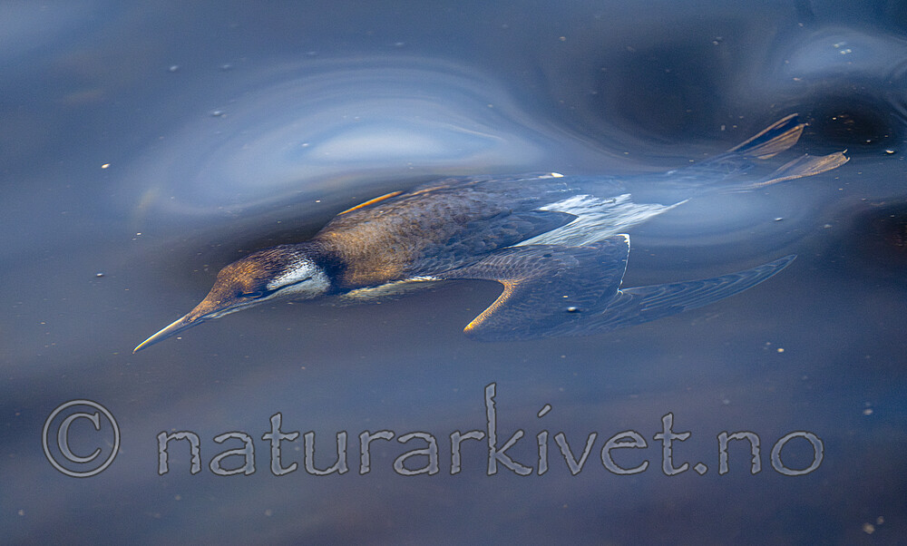 BB_20251012_0029 / Uria aalge / Lomvi