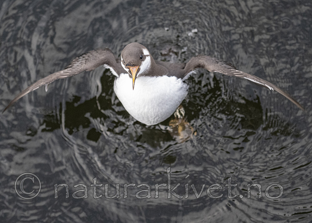 BB_20251023_0008 / Uria aalge / Lomvi